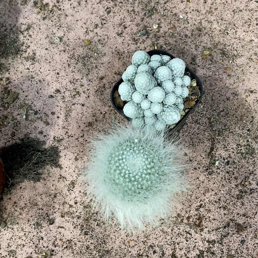 无花朵玉翁姬春星仙人球仙人掌实生组合