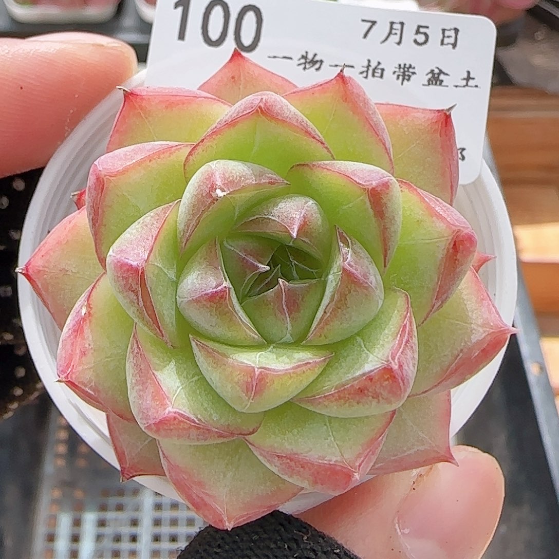 多肉0705-100女王玫瑰