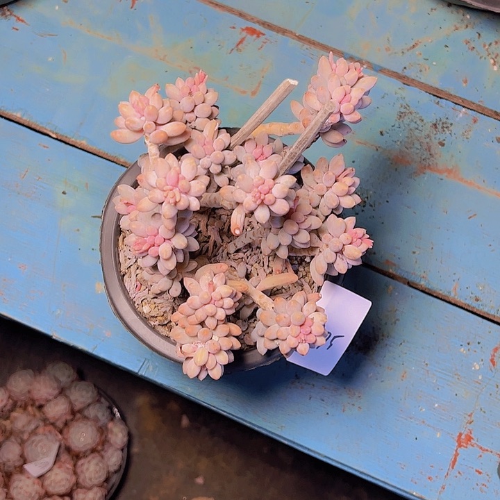 七*875///////////////////