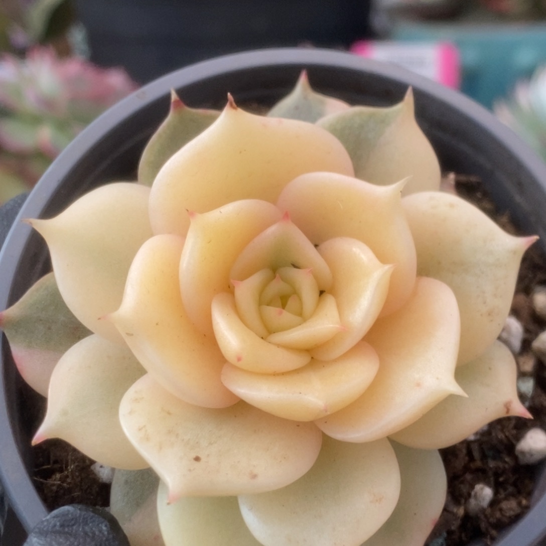 622贝加尔湖叶心全拉要砍