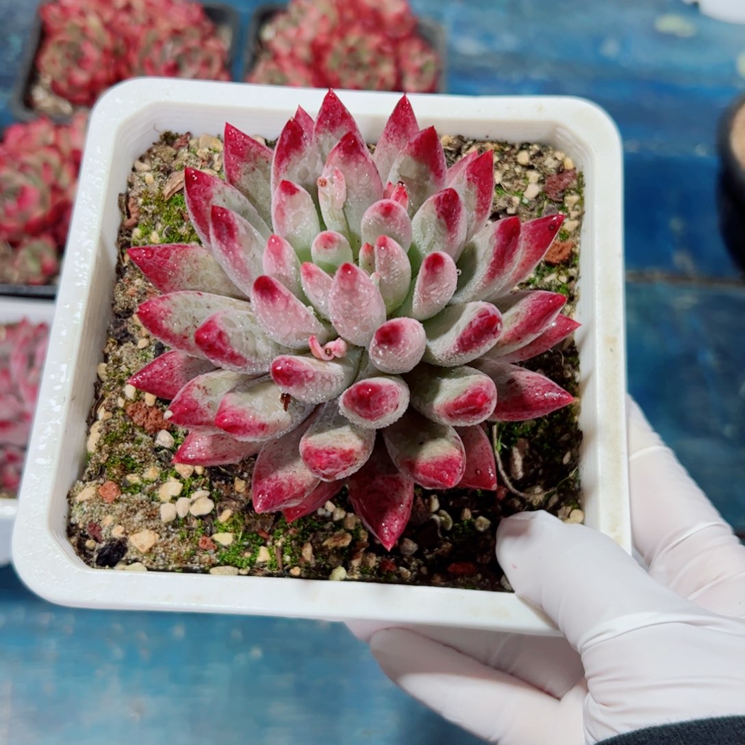 美人系列多肉植物