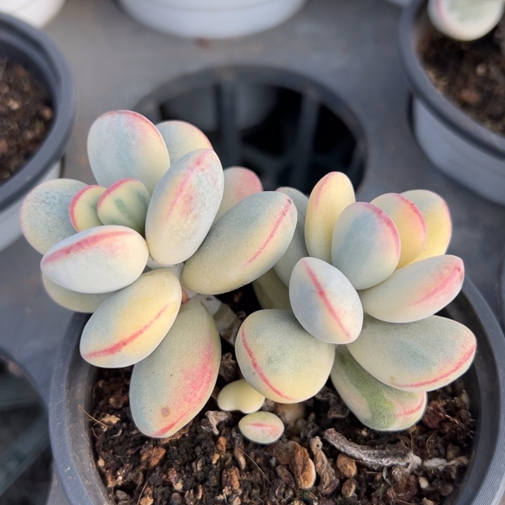 福娘锦一物一拍锦龙