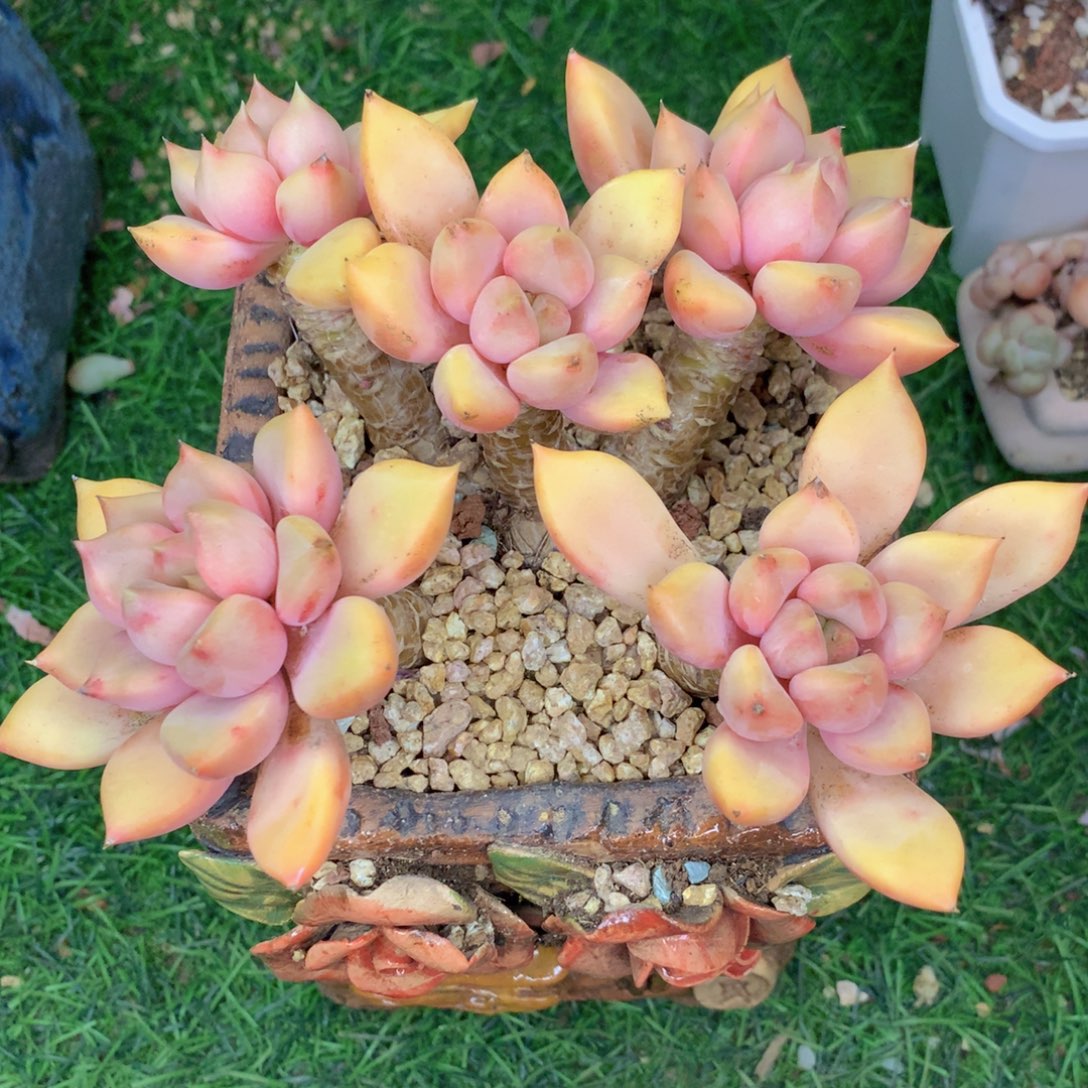 友家多肉一物一拍