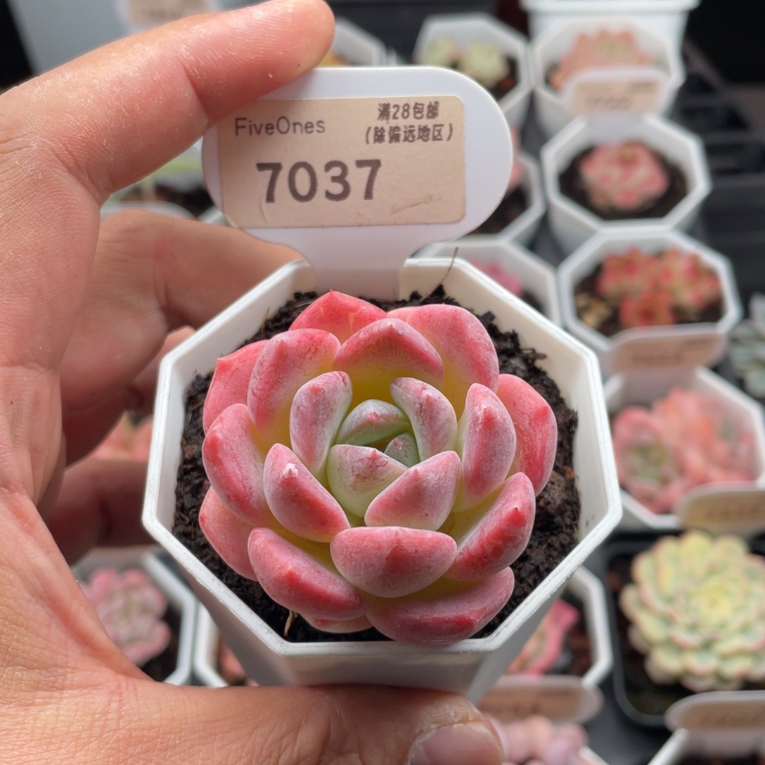 太***阳心心糖7037-5厘米