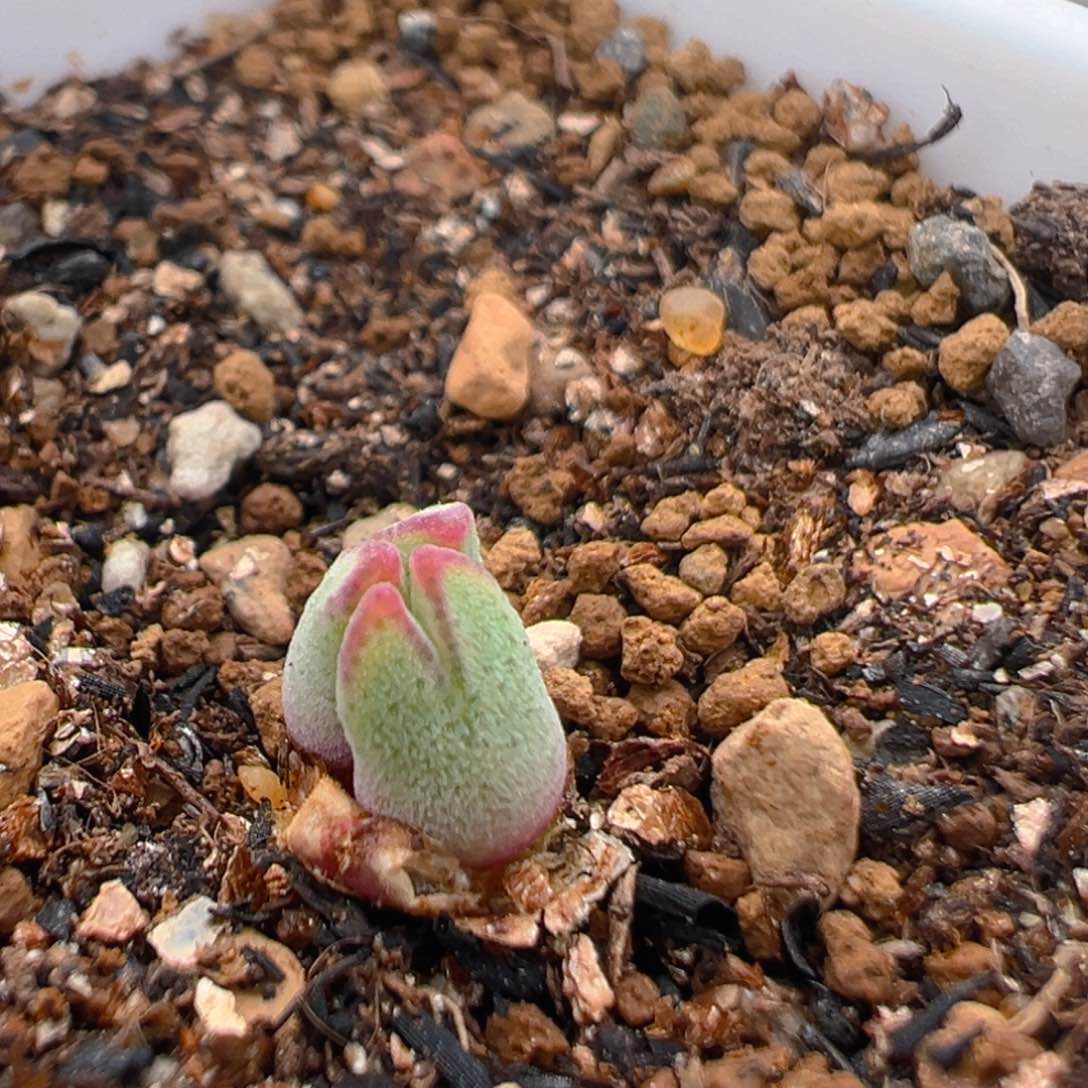 36多肉植物百科知识