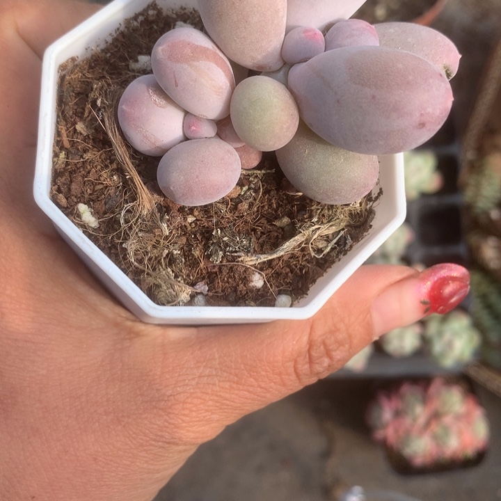 米可双。（满9.99包邮不满9.99发空盆）