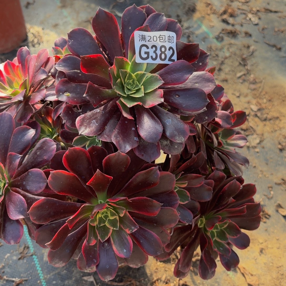 382多肉植物捧花的