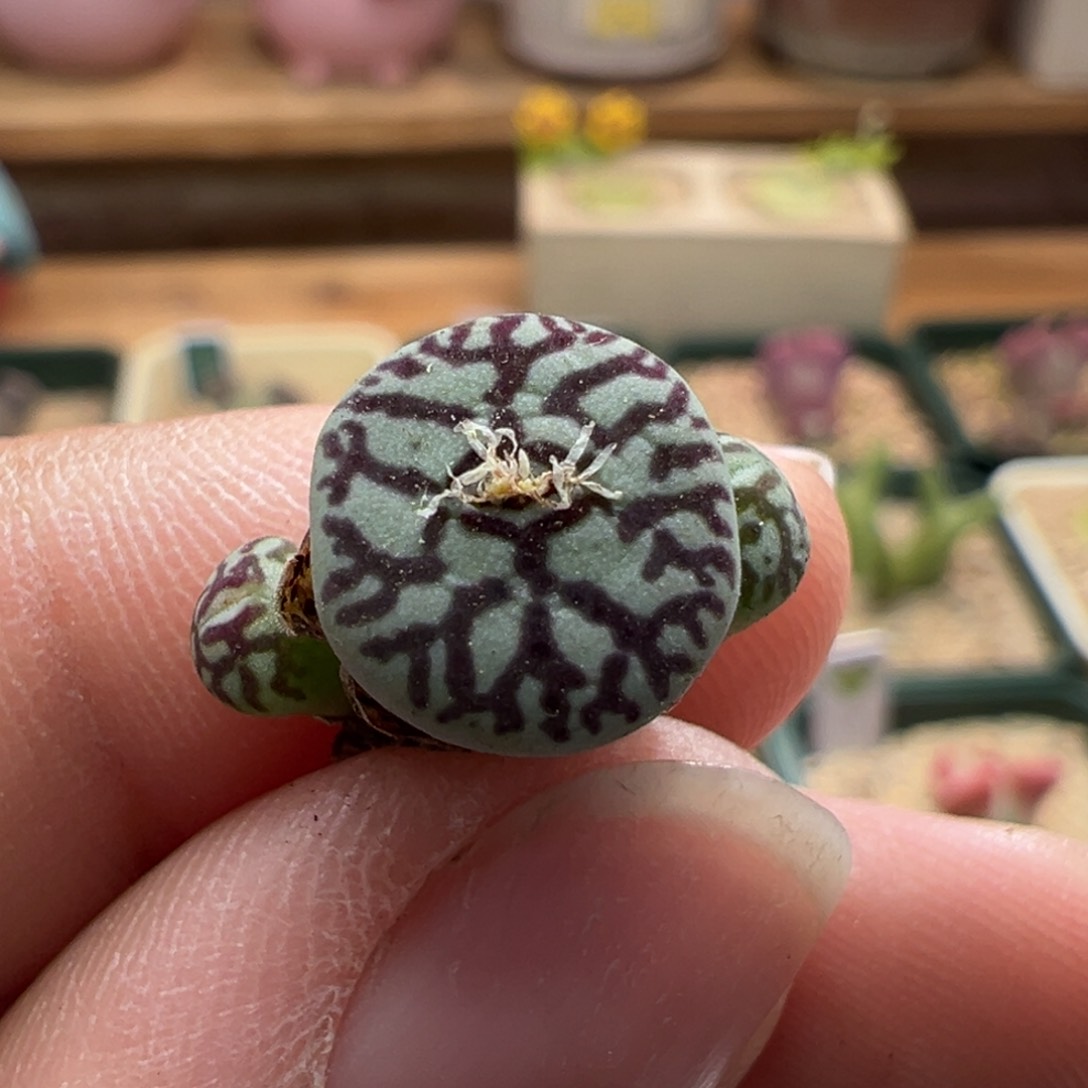 523。青蛙种源枝纹墨