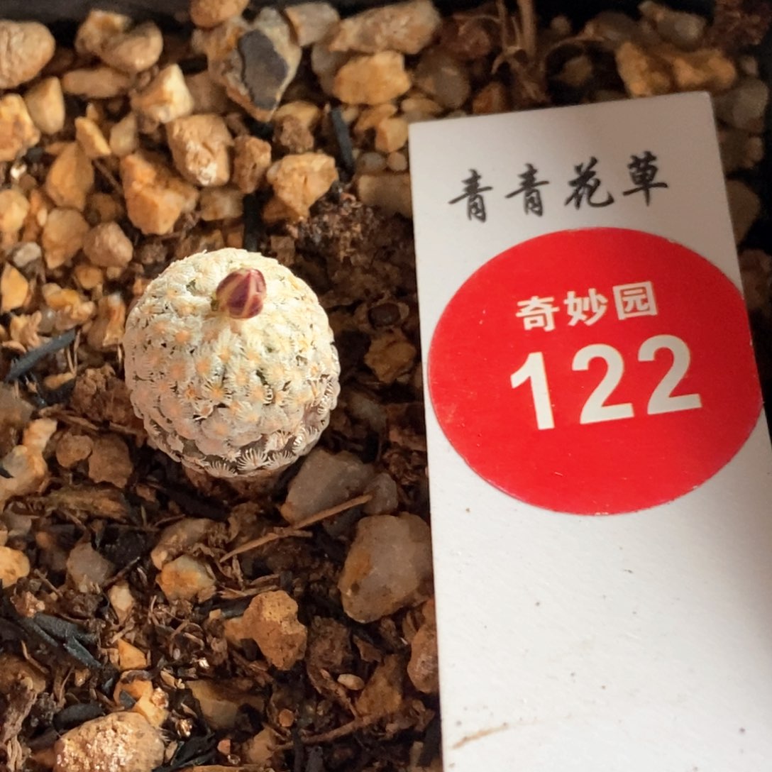 带花苞蔷薇丸一颗仙人球