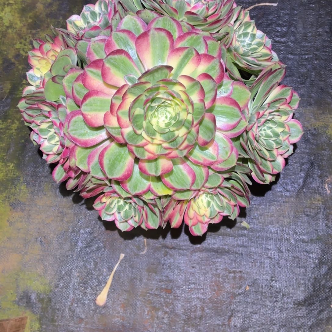 云南多肉植物海鲜