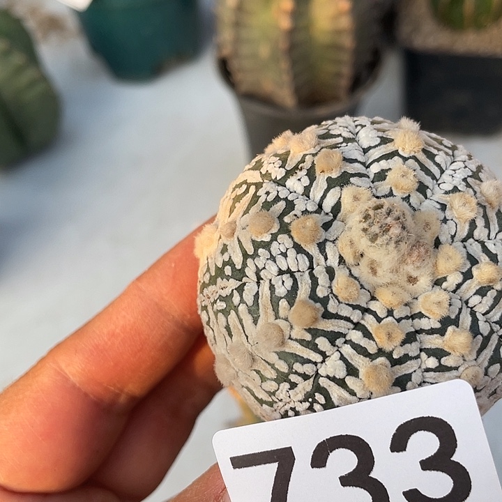 仙人球v733号一个