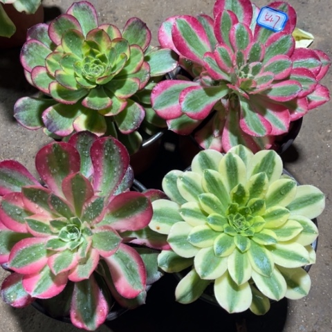 547多肉植物组合