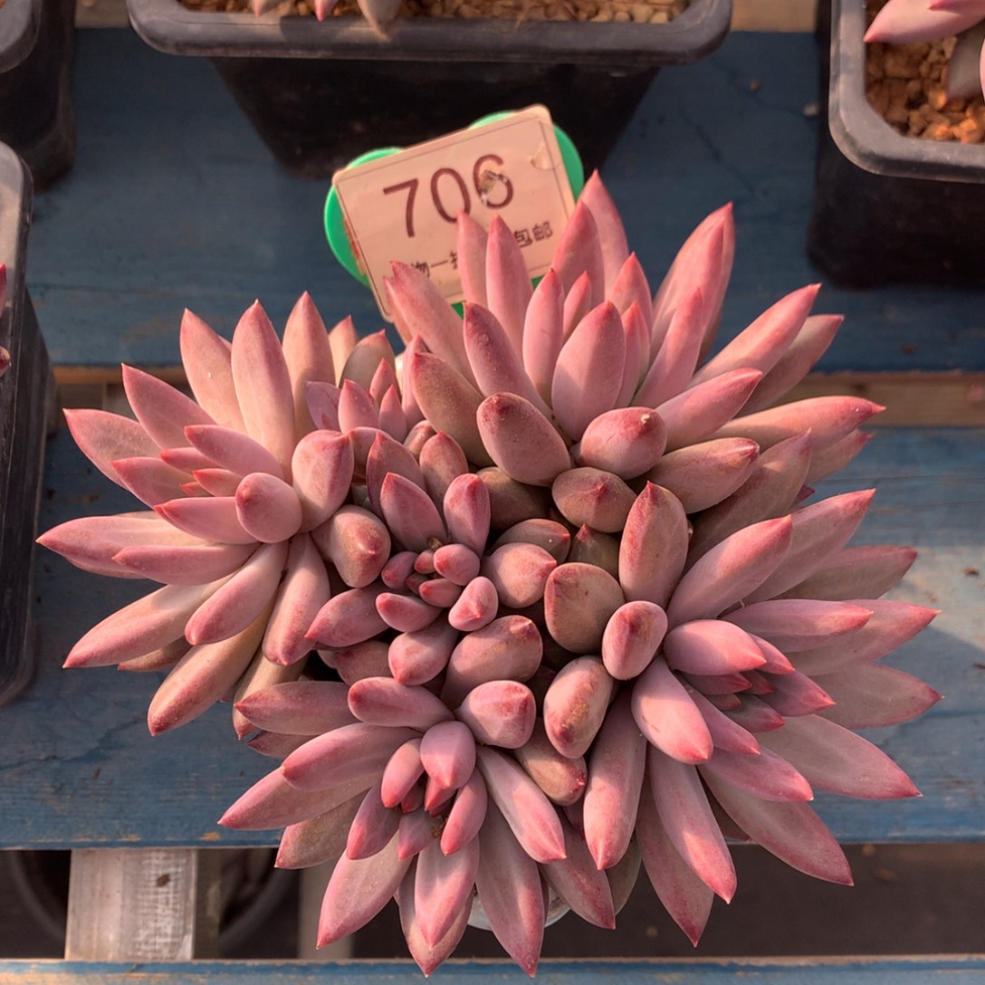 虞美人羽毛纹彩体706