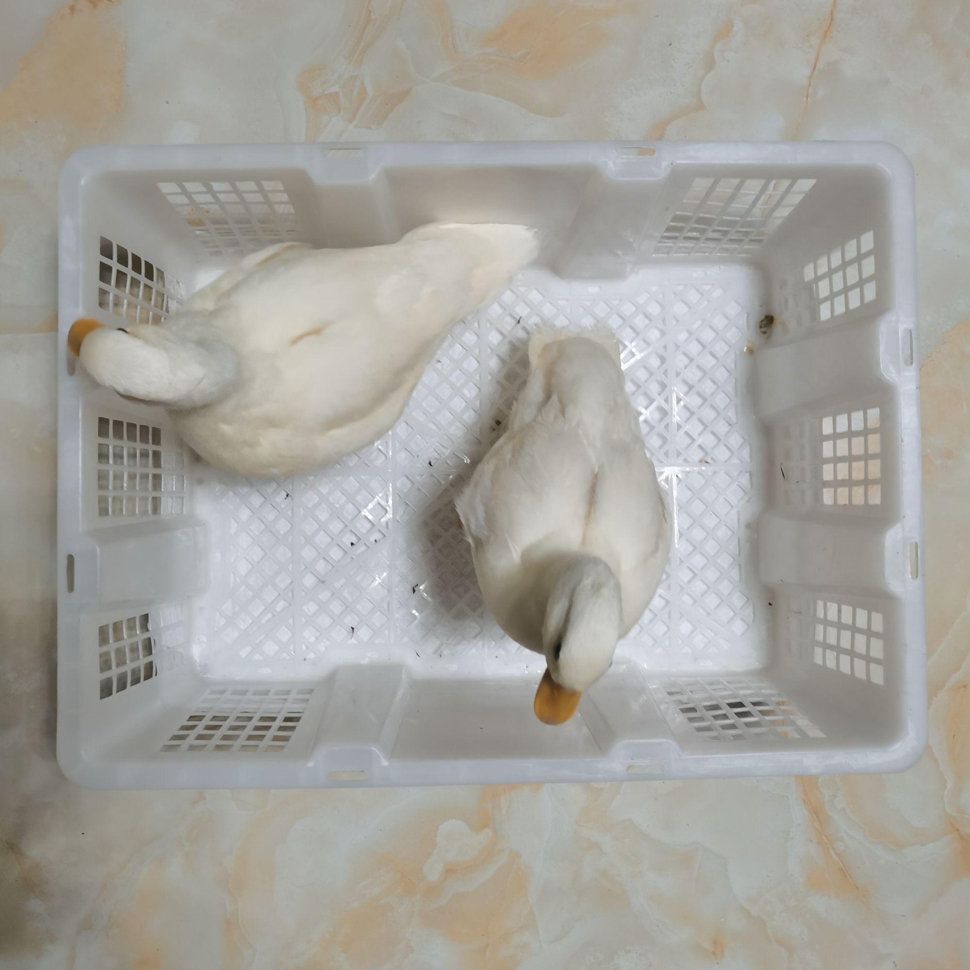 柯尔鸭笼柯达鸭笼