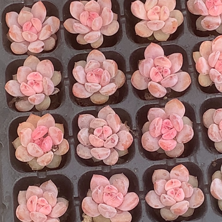 樱花奶。3颗（不满9.99发叶子）