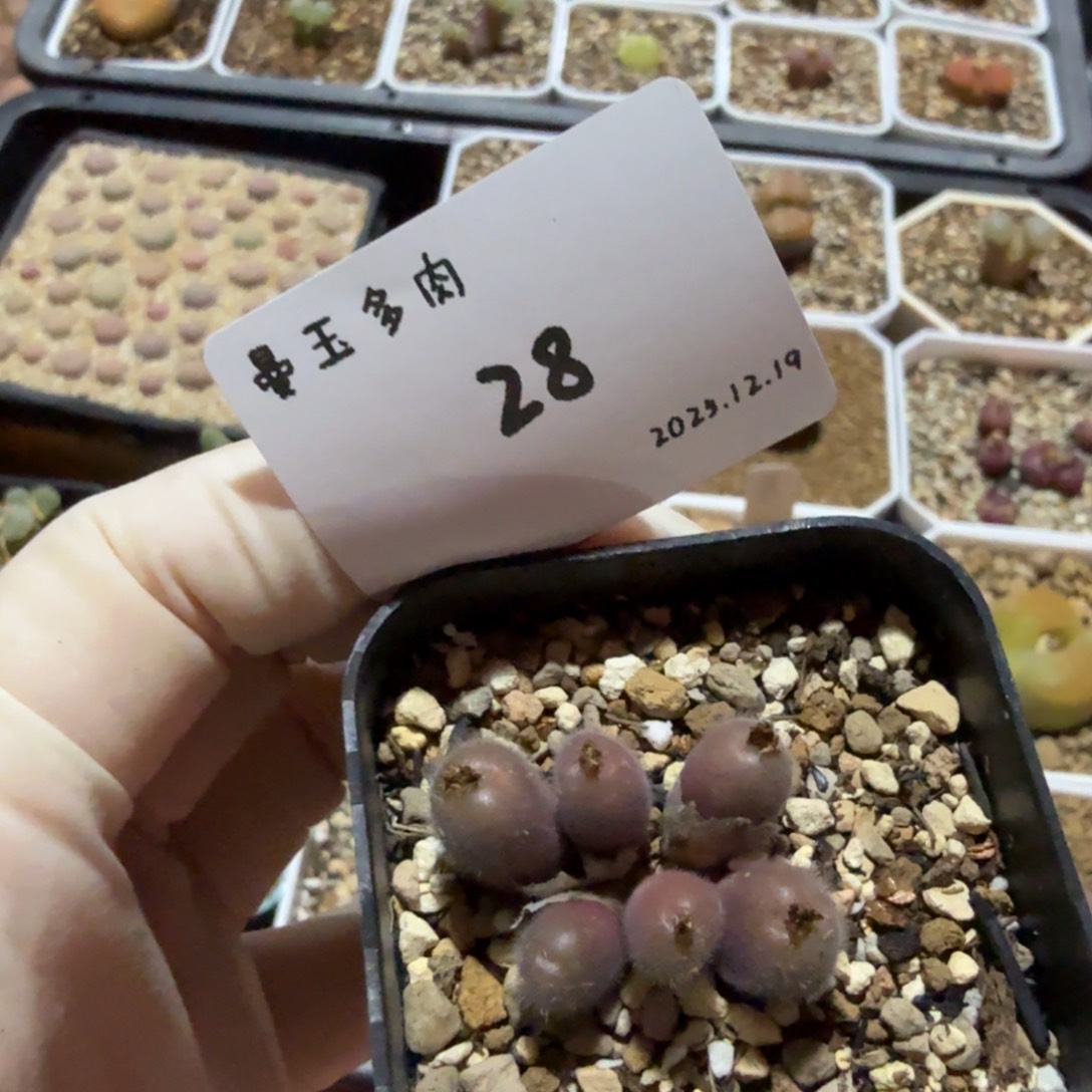 冉***啦多肉多肉多肉12.19-028