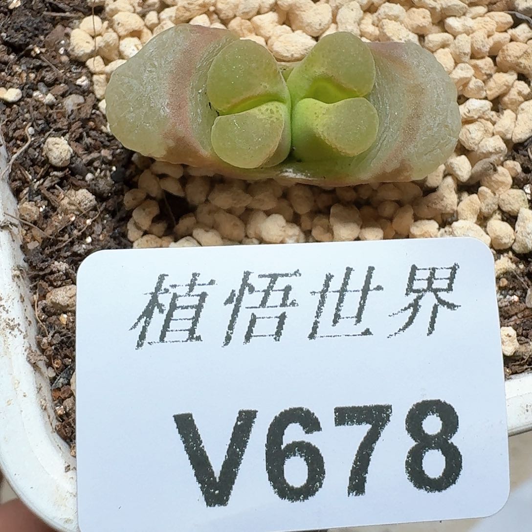 678盒draw your发多肉植物哇c