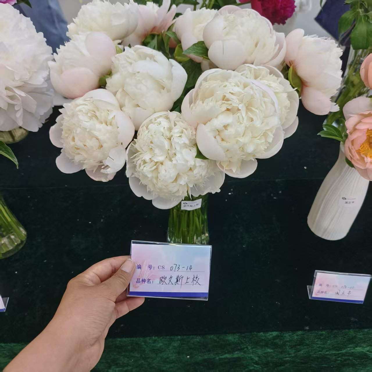 菏泽正宗观赏进口早期白色系进口芍药欧文上校庭院南北方耐寒耐旱