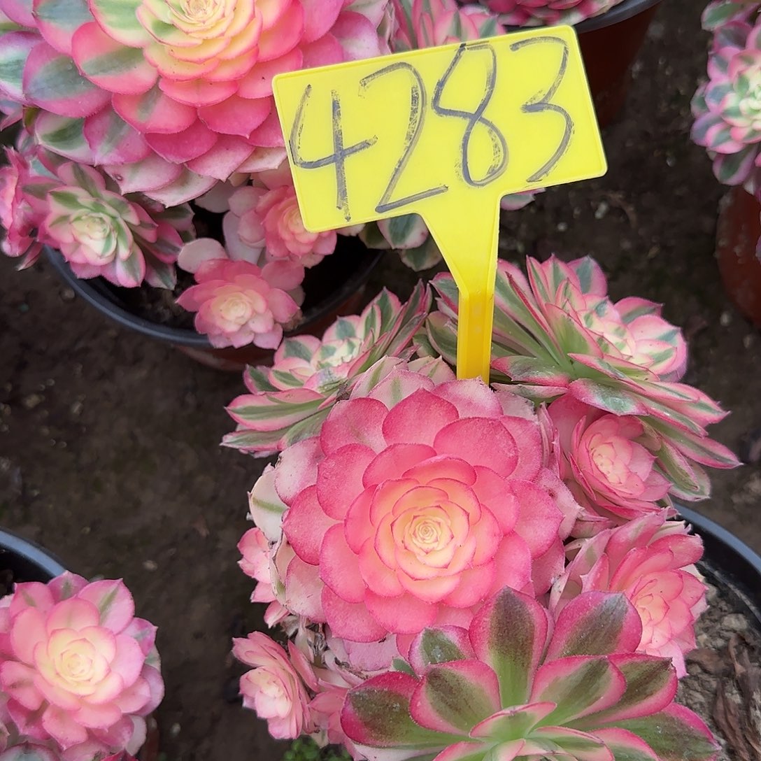 4283+--倾城多头多肉植物