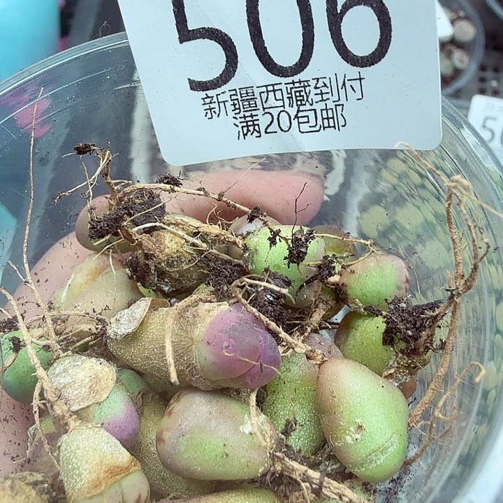 好喜欢看肖蘸唱歌跳舞506