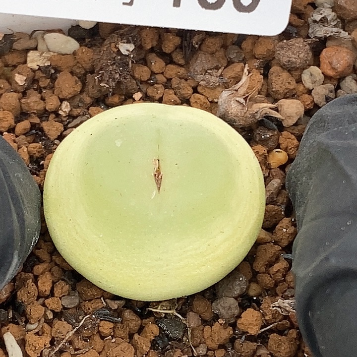 桃喜花园0131-130拉登福利