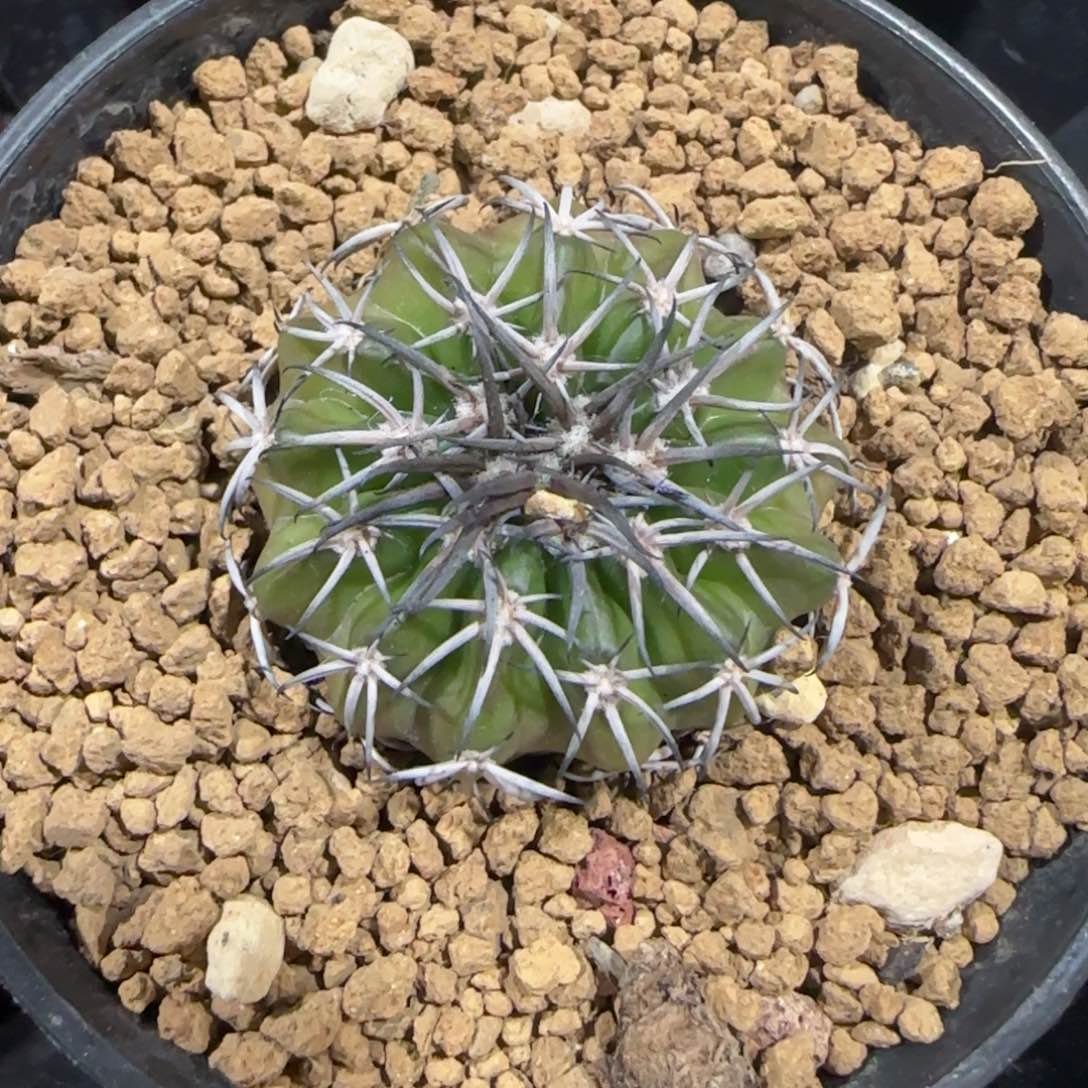 印加x铃木 实生圆盘玉529