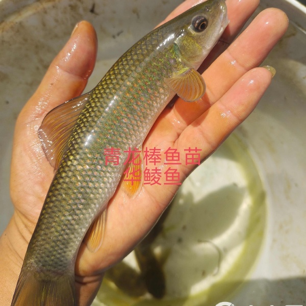 鲜活淡水鱼  四川青龙棒 华鲮鱼  淡水饲养