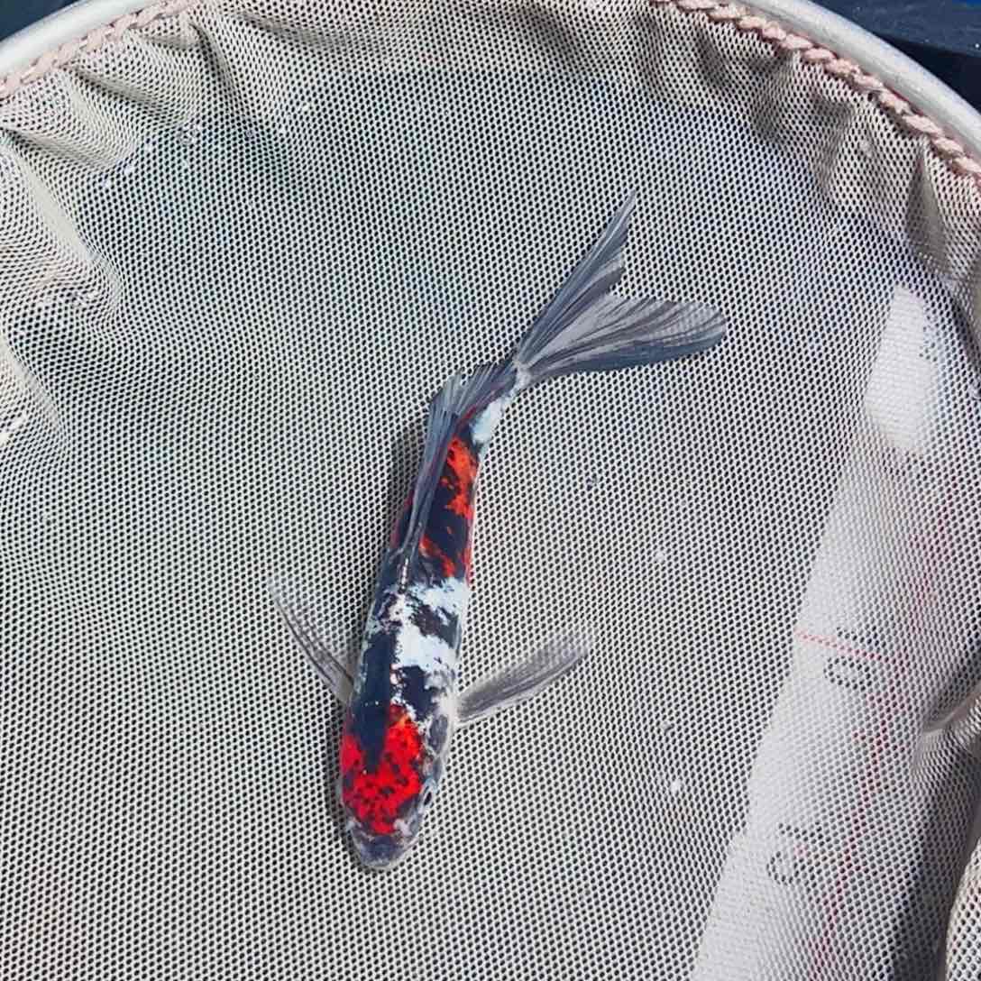 蛇***精锦鲤锦鲤观赏鱼111