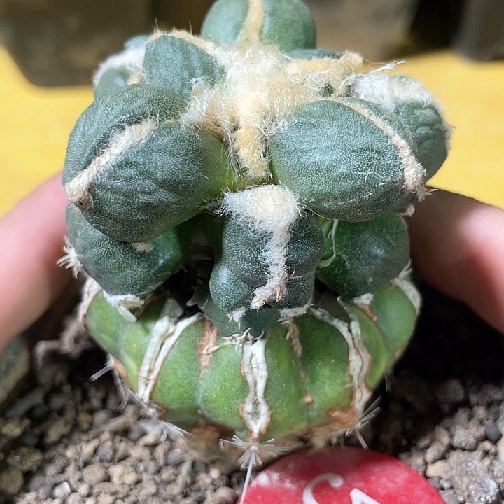 仙人球苗接蛋尤6公分51