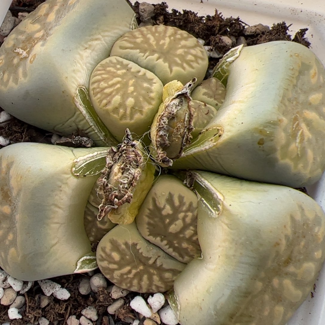 01101号 一代绿菊 多肉植物