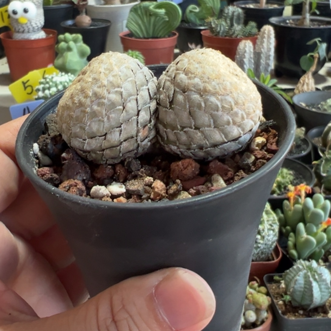 双胞胎鱼鳞大戟带盆11111111