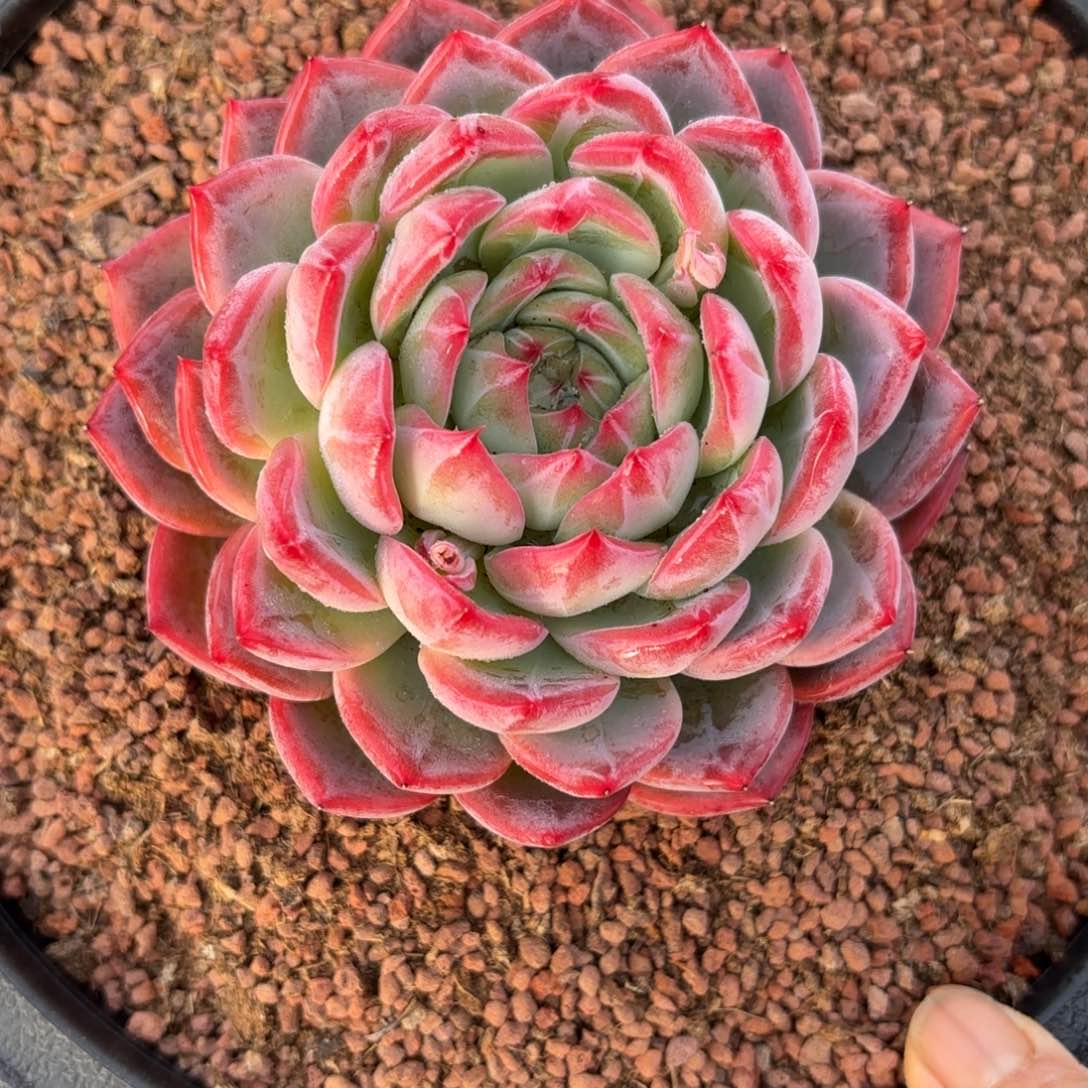 公主肉肉肉肉肉肉肉肉肉肉