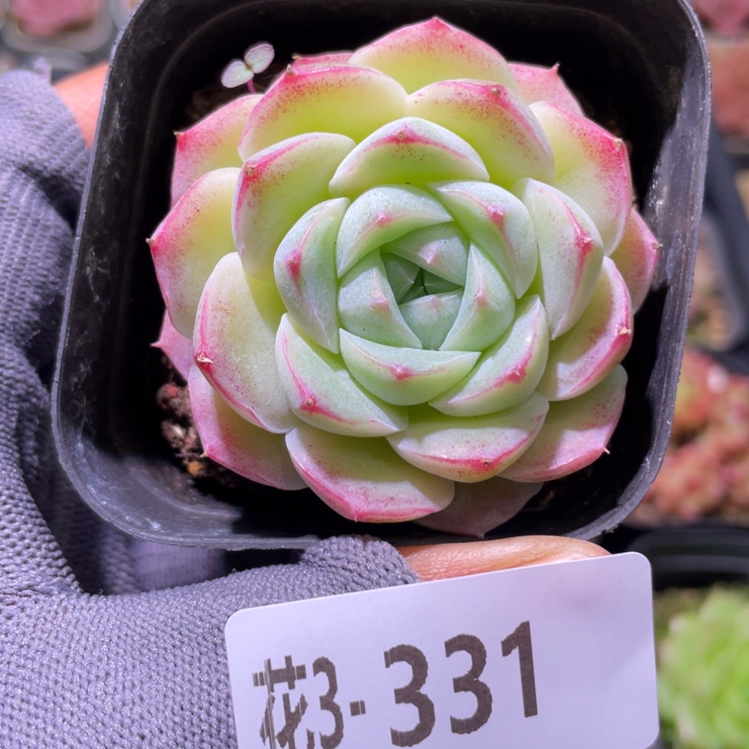 花利美3-331女王 