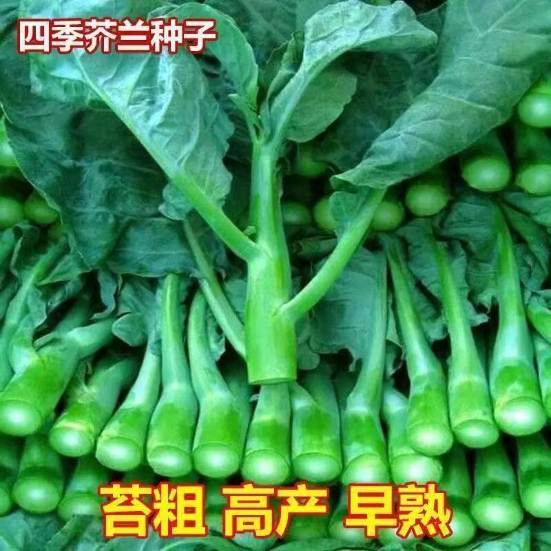 甜芯绿芥蓝秧苗芥芥兰农家四季新鲜蔬菜秧苗阳台庭院种植