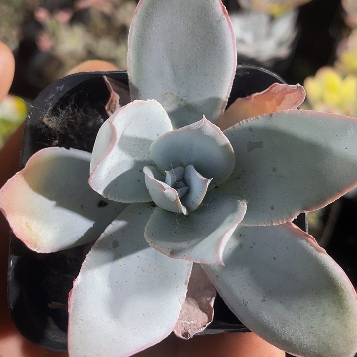 6.5方盆广寒宫带盆土发