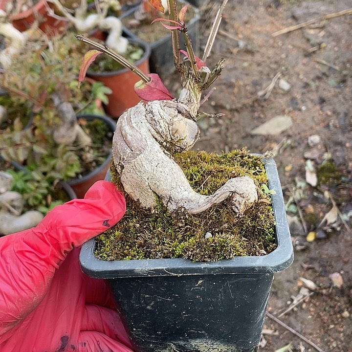 王***藻无花朵28菊花菊花计划经济