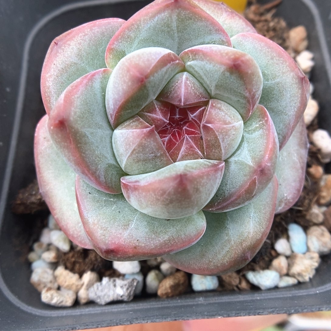 琥珀心珍妮可拍867号