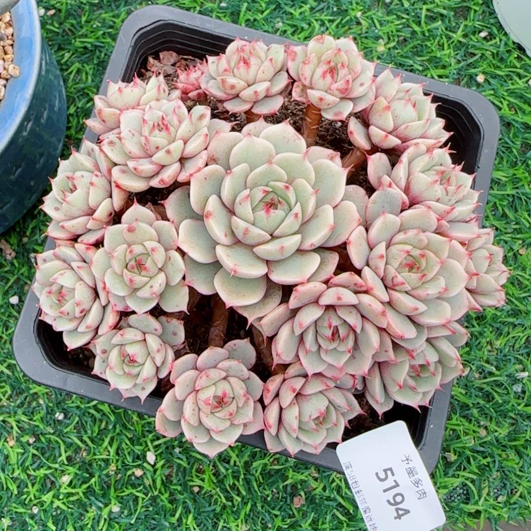 笨吧无砍，5194多肉植物