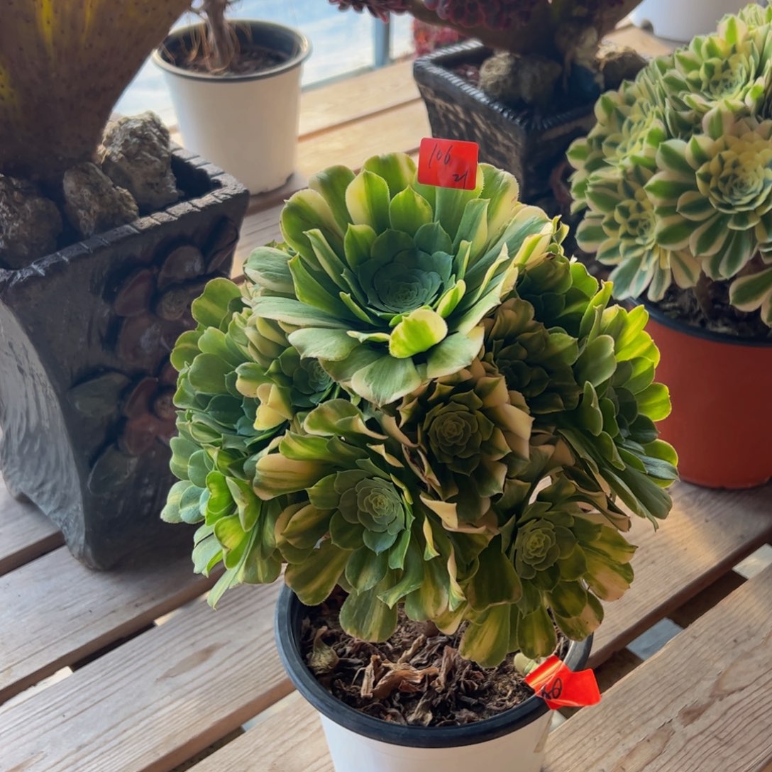 106炖肉植物发货金丝翡翠花脸