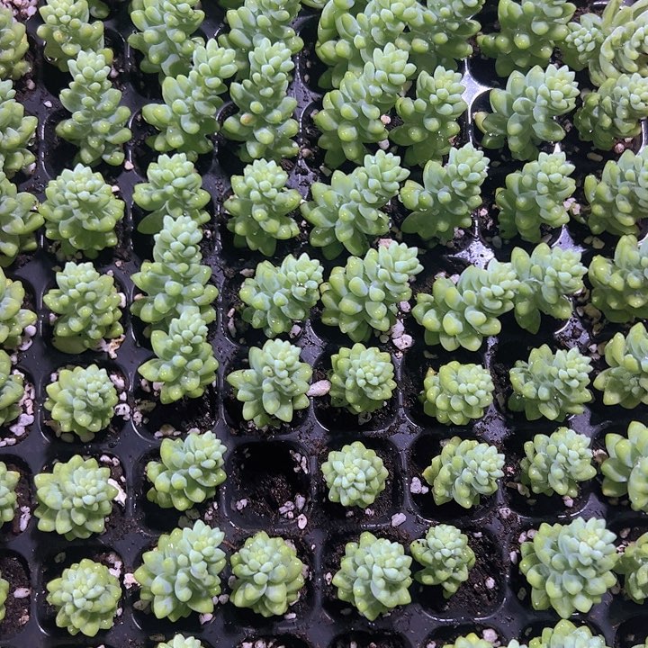 玉坠精品多肉植物大战