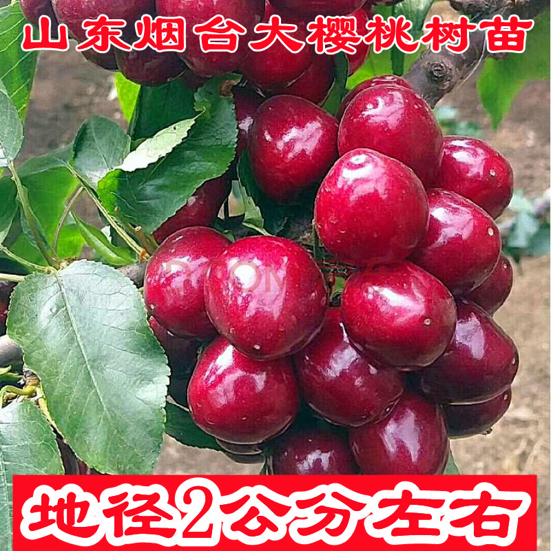 烟台优质车厘子苗2cm左右樱桃苗盆栽地栽大樱桃树苗大果大樱桃苗