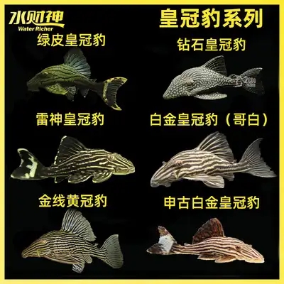 白金皇冠豹热带异形观赏鱼活体精品