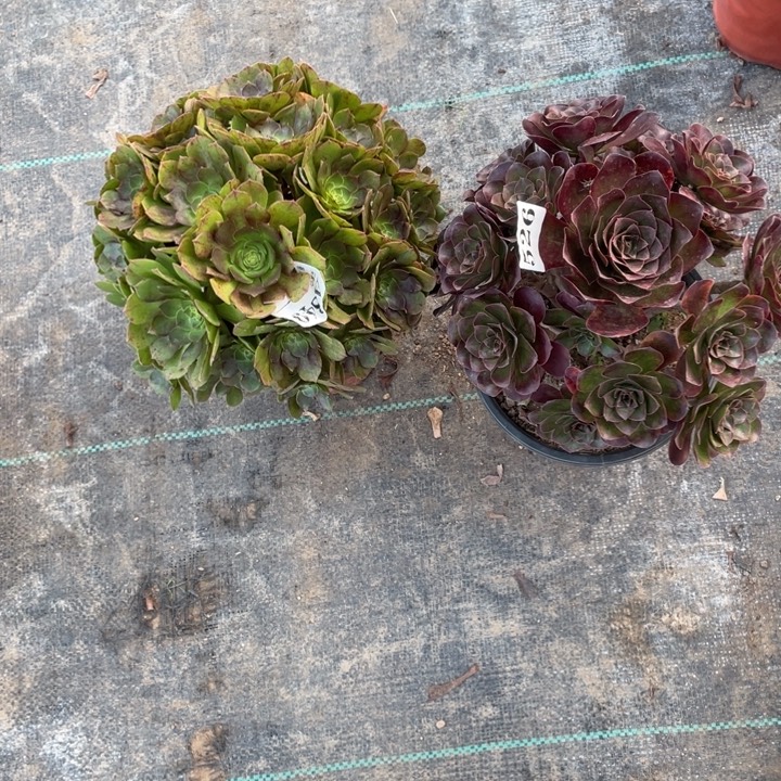 526号两颗法师组合