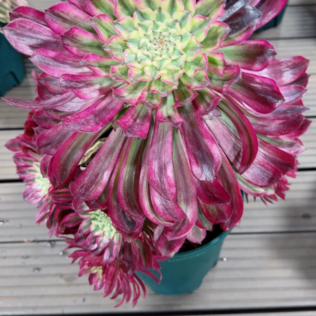 多肉植物发货发货