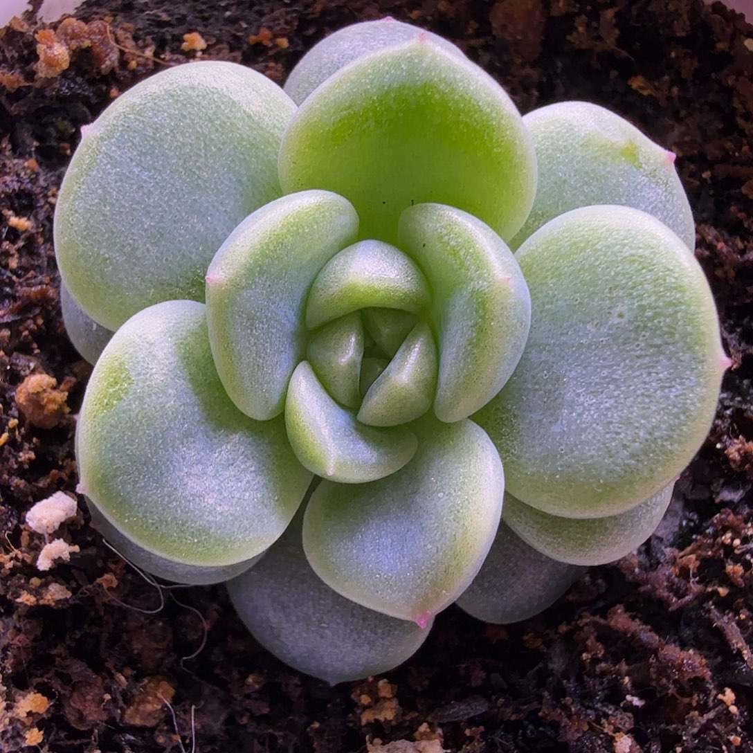 发财财富密码叶插