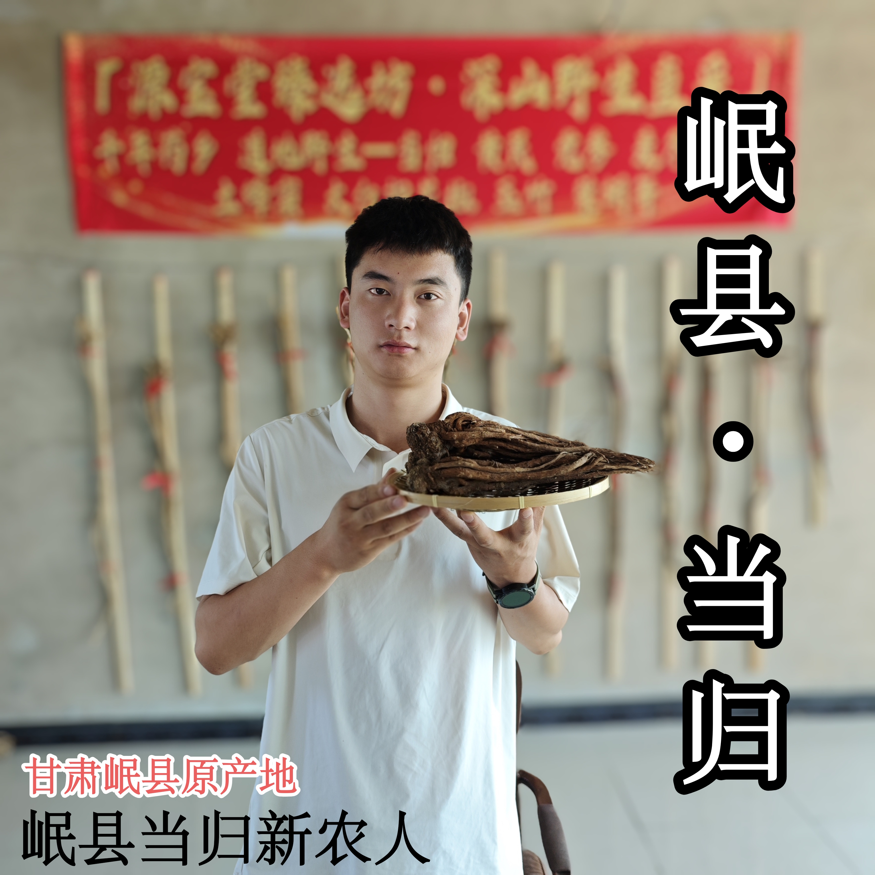 甘肃岷县特级正宗当归整根可搭配黄芪党参煲汤滋补养生