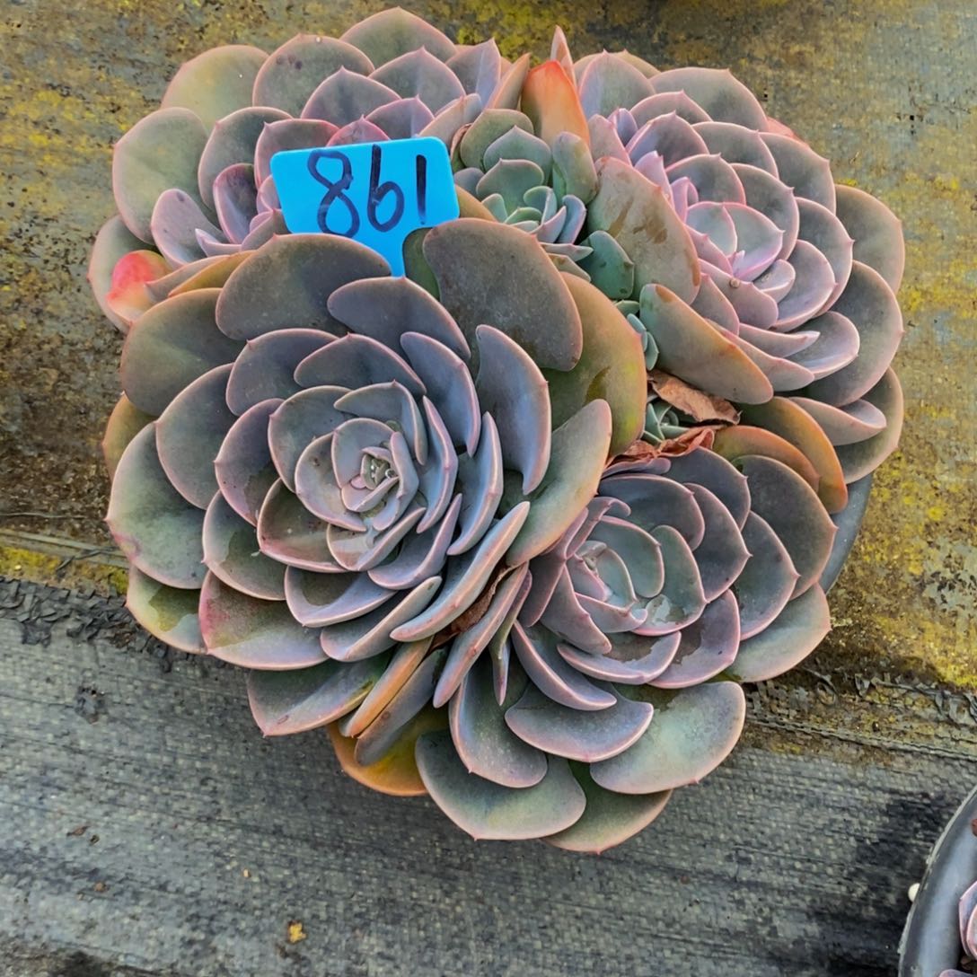 然***切尘埃玫瑰861。               