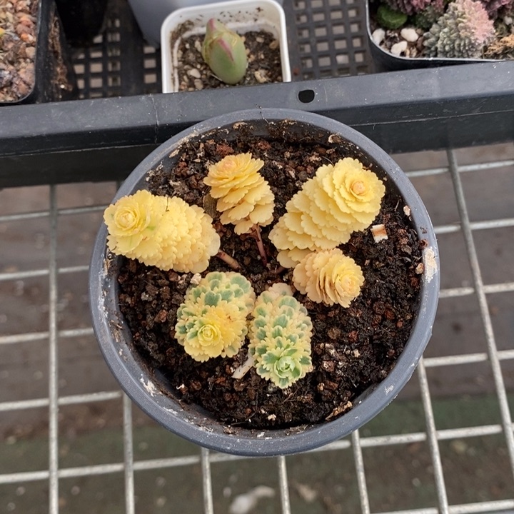 伯克利和格蕾纳等著名音乐家