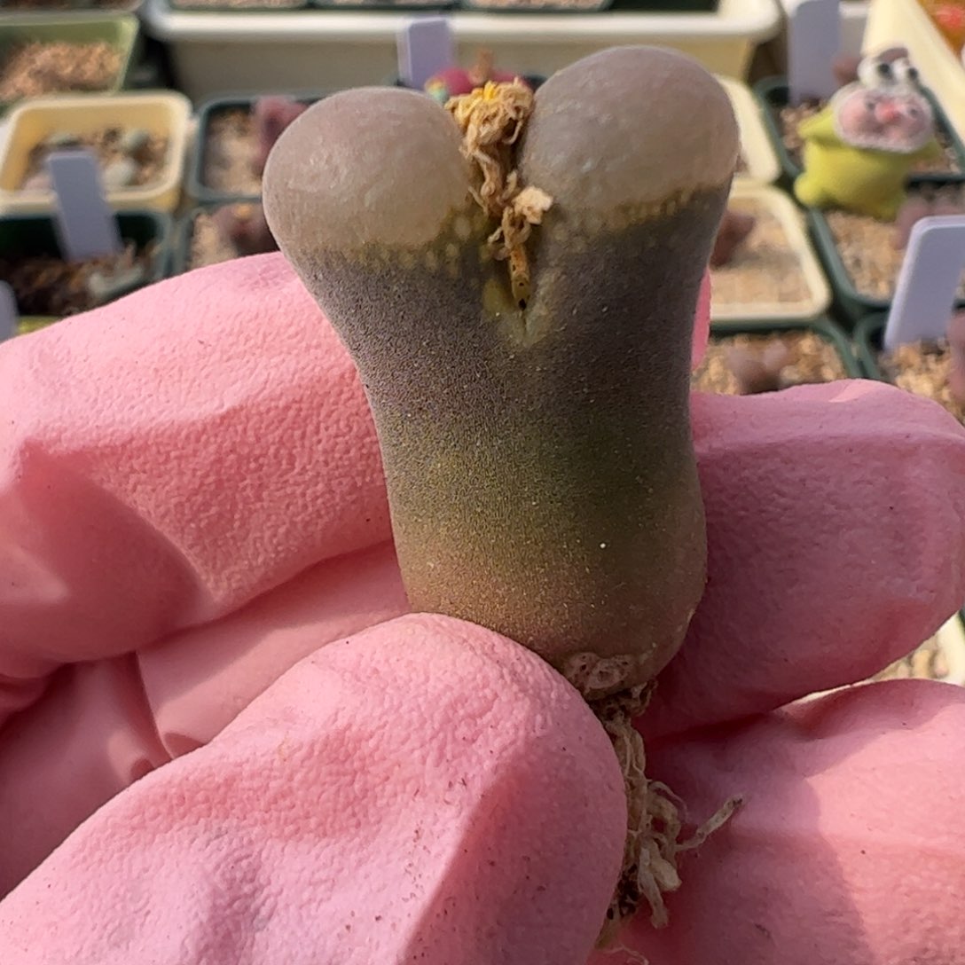 765 好看的多肉冲冲冲q