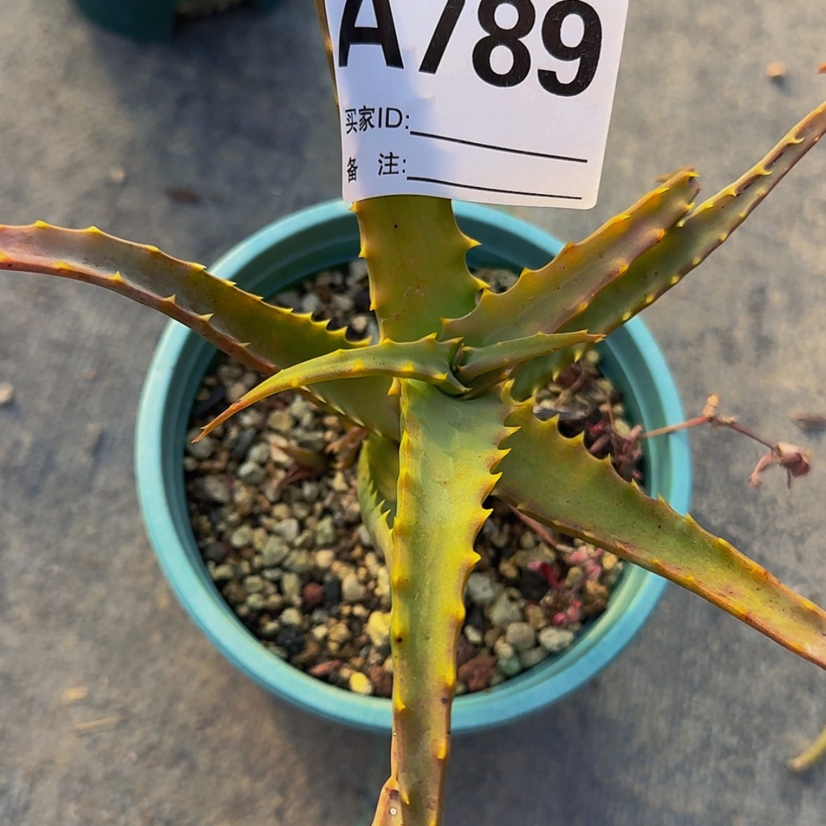 【闪购商品】?*敢块根植物